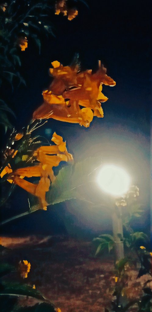 ○
موت ڪو  مسئلو ناھي
 استاد بخاري
ھن دنيا ۾ جيئڻ وڏي جنگ آ