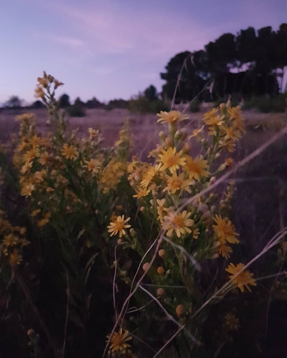 kallypygos's tweet photo. Aesthetic flowers in Ginestas
#forV 💜 https://t.co/DVs632DLdw