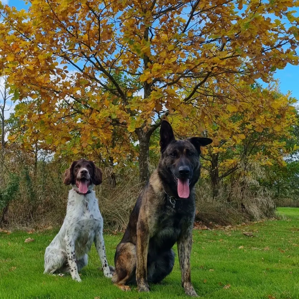 Making the most of Rest days #PDMoose #PDHarper 🐾🍂