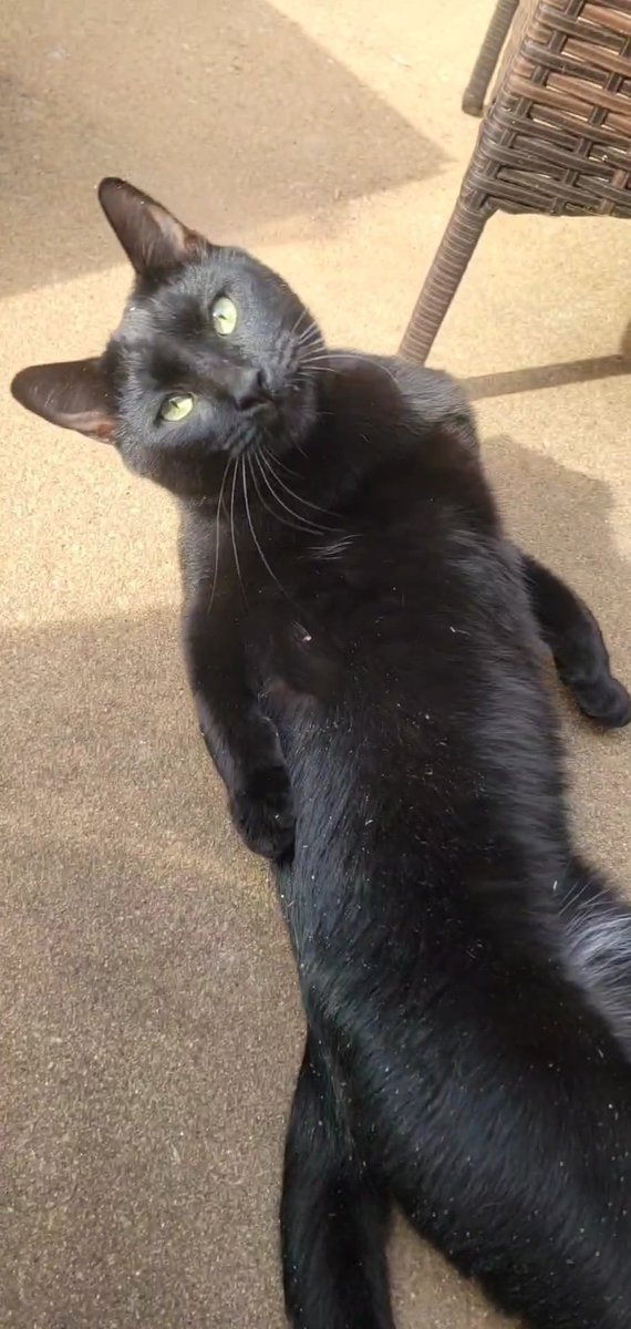 Paint me like one of your French girls 😹
#CatsOnTwitter #CatsOfTwitter #cats #catlovers