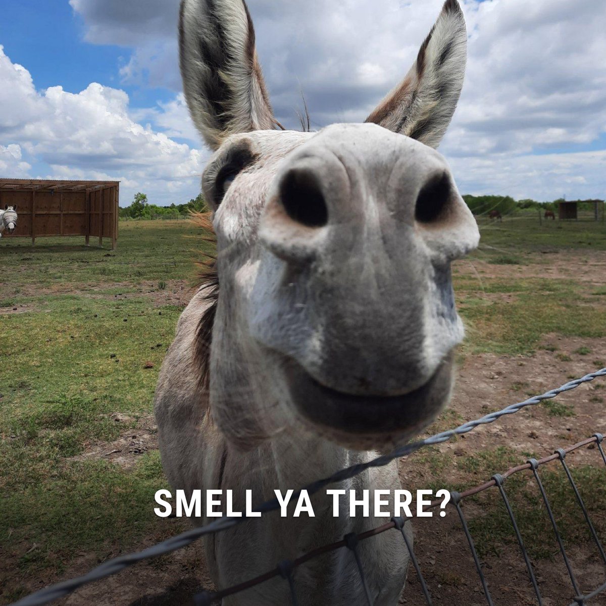 Habitat for Horses tweet media