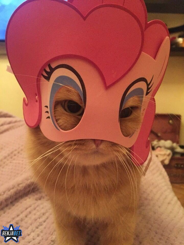 cuteanimalspict's tweet photo. https://t.co/3nbhDBfOkx