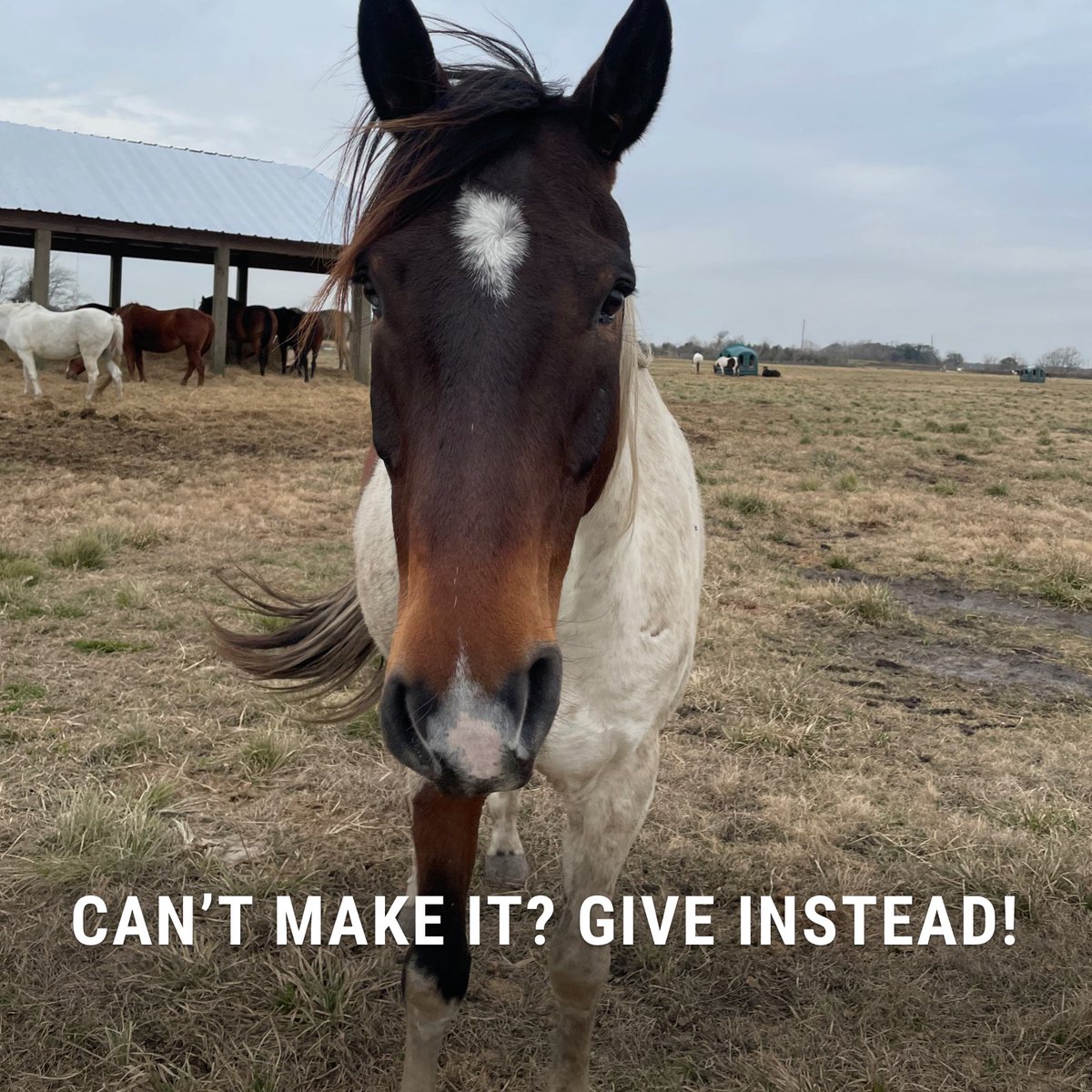 Live music? Margaritas? We’re in – and hope to see you there, too! If you’re in town, join us for our annual fundraiser on 11/1 at Armando’s in Houston: bit.ly/AnnualFundrais…

#HabitatforHorses #AnnualFundraiser #HorseRescue