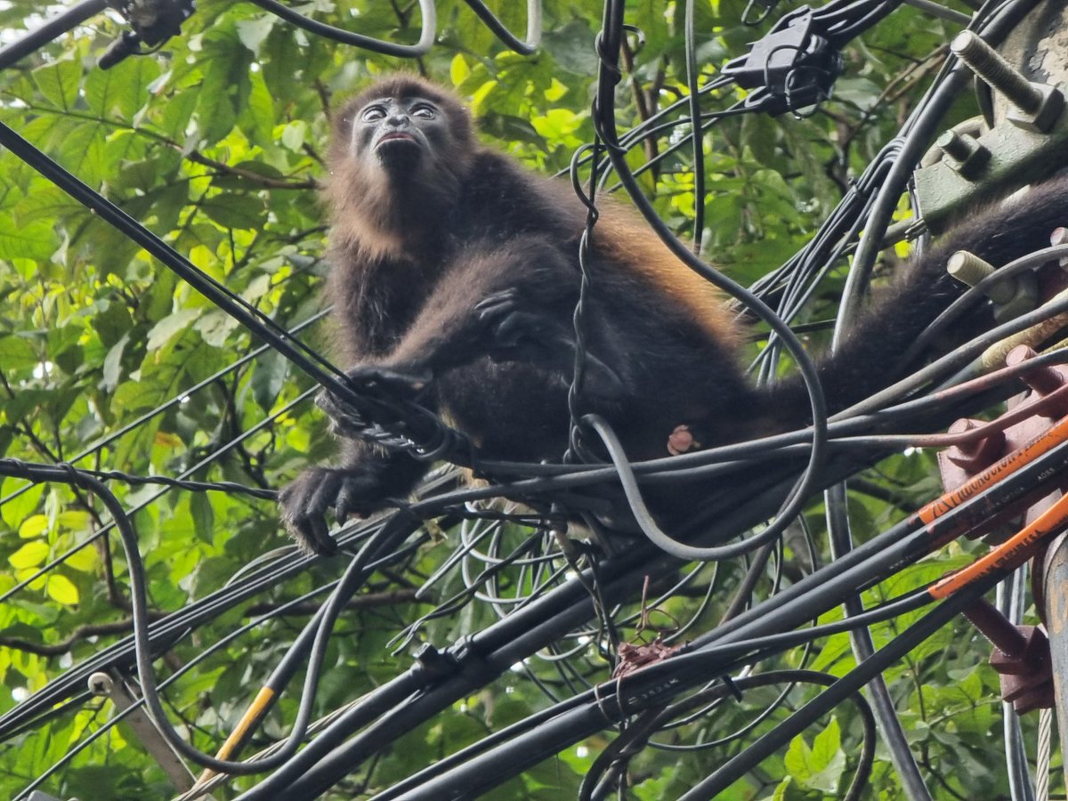 vitalik.eth tweet media