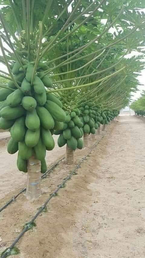 Like and retweet if you are interested in papaya farming.