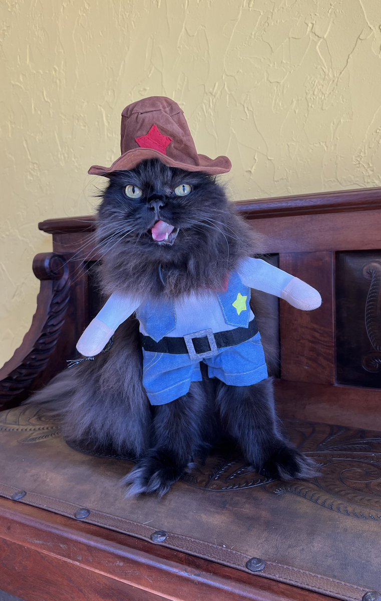 There’s a new sheriff in town and his name is Seamus T Cat. 
#CatsOfTwitter #CatsOnTwitter #Halloween #amazonpetrifying