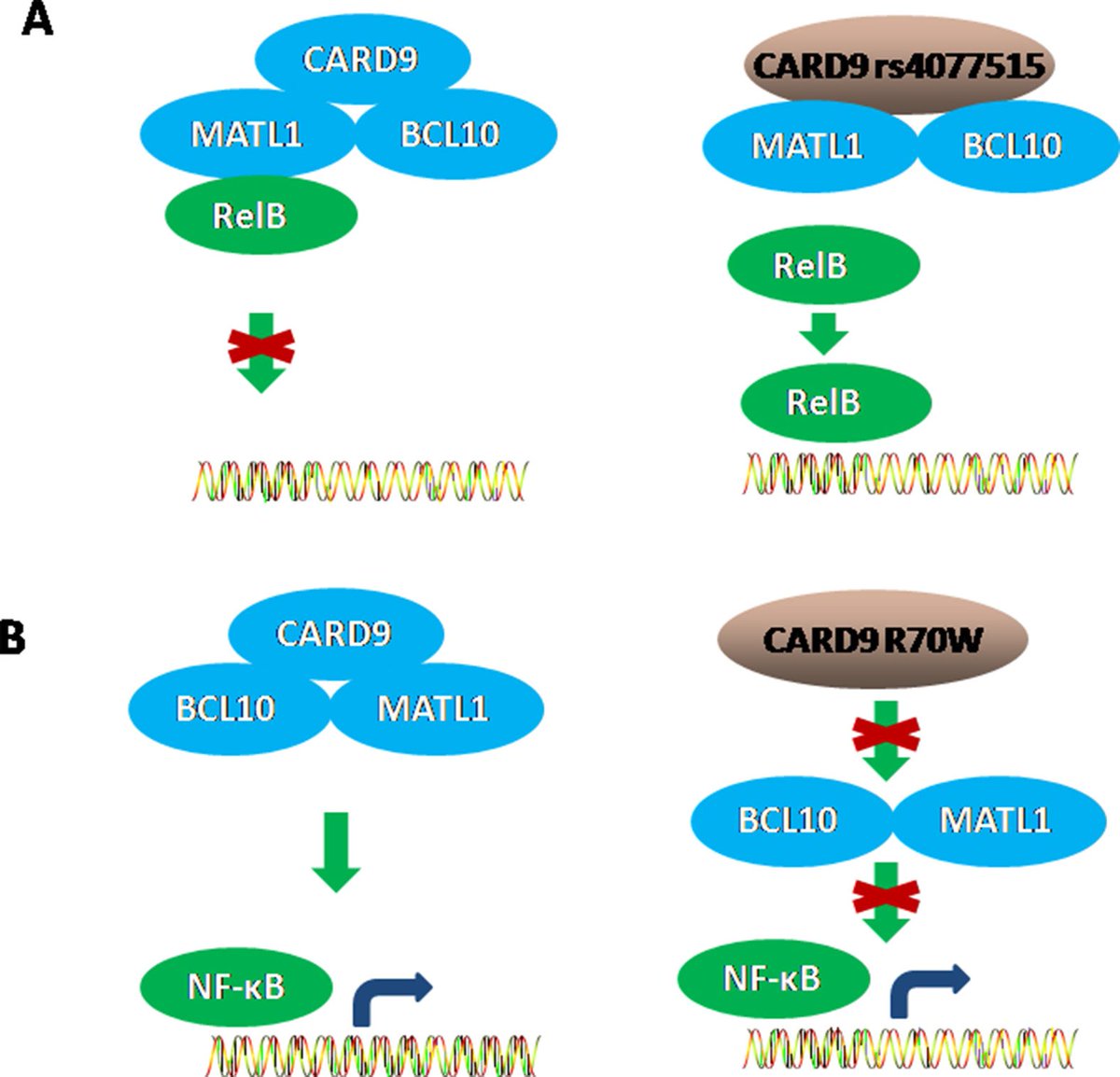 BiomedJ's tweet photo. The role and mechanism of #CARD9 gene polymorphism in diseases

https://t.co/fr2AR4B0zx #openaccess #inflammation #autoimmunity #infection https://t.co/WSKoPZQnlt