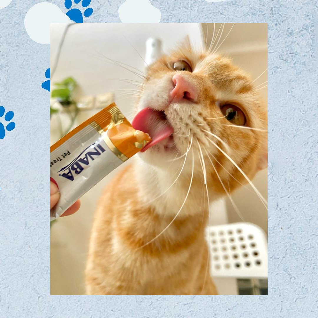 InabaChuru's tweet photo. Ginger cats always remind us of the Fall colors that we miss out on in So Cal. We have to drive WAYYYY out to see any fall colors. Do you get fall colors where you live?
๐ธ: @pupawkwk
#fall #fallvibes #gingerfloof #churulover #treatsplease #tongueouttuesday #tastytreattuesdays https://t.co/vTVDLNf37a