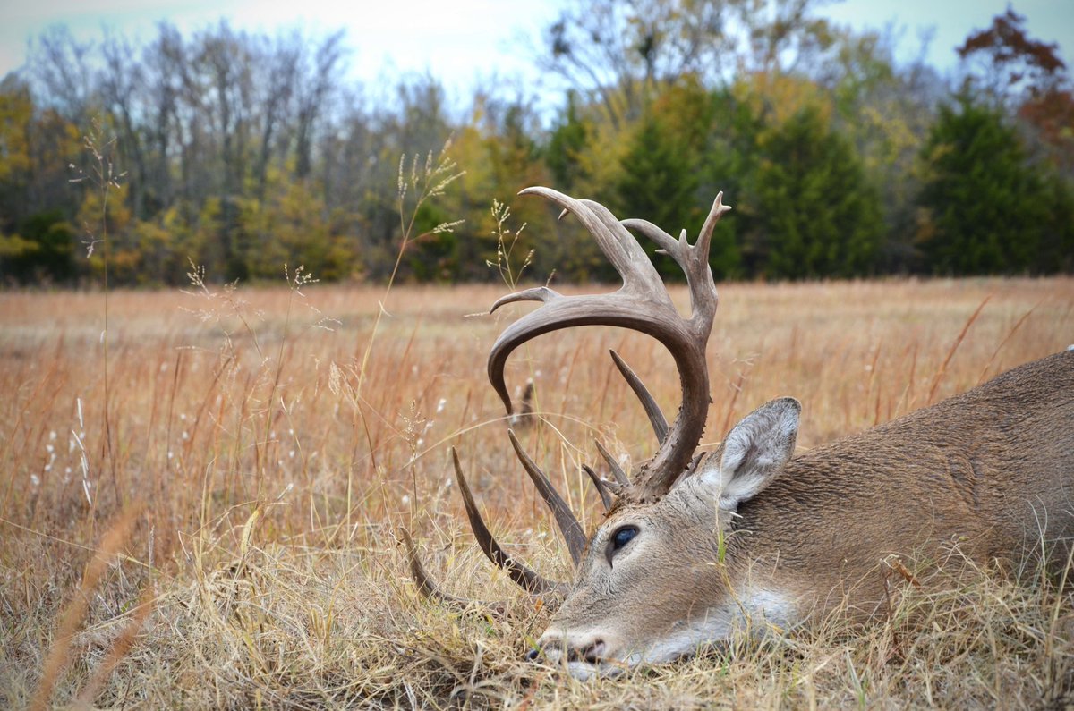 schultzy300's tweet photo. Oklahoma giant on the ground🦌 https://t.co/u4P4otCgHA