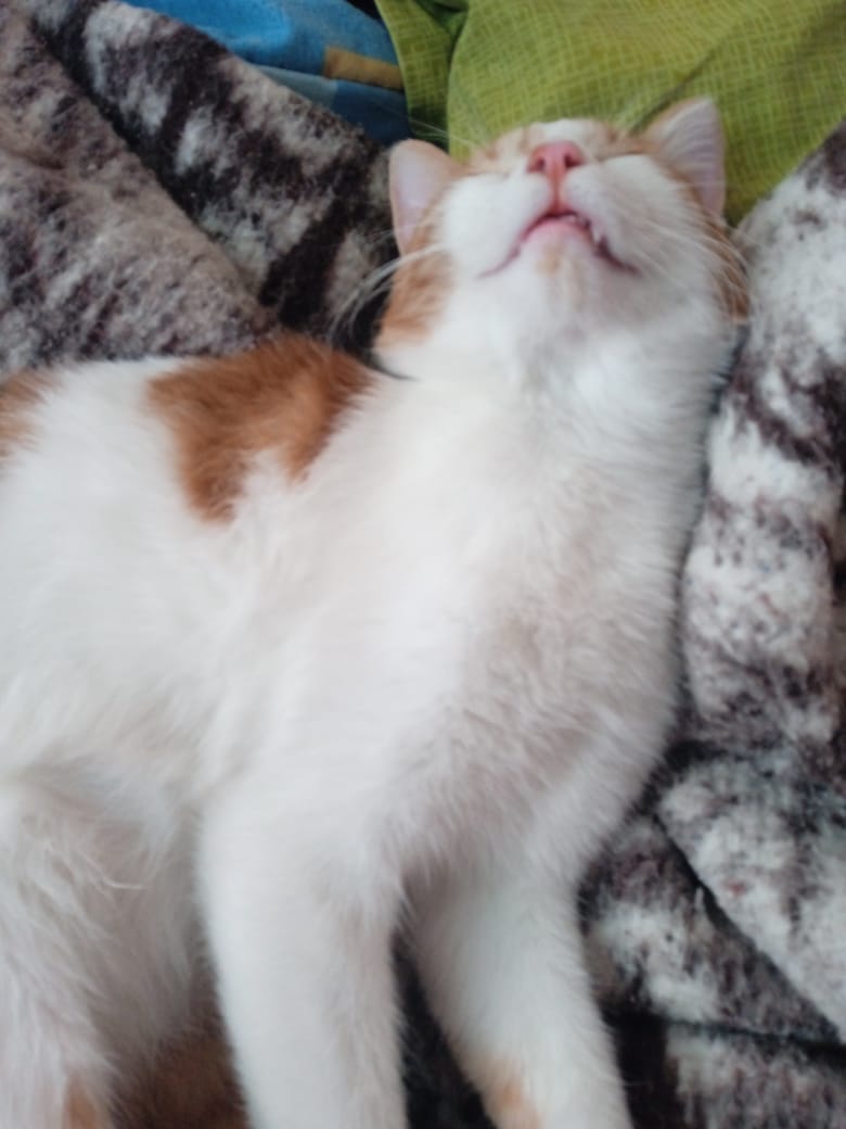 BBebecillo's tweet photo. Que envidia dormir como Marceline 🥹🥹🥹 https://t.co/6PuOjBjJmc