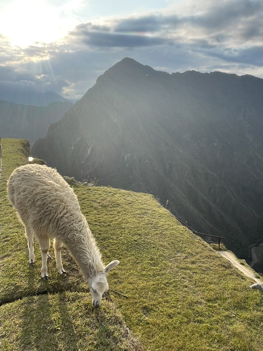 Teresa Yin tweet media