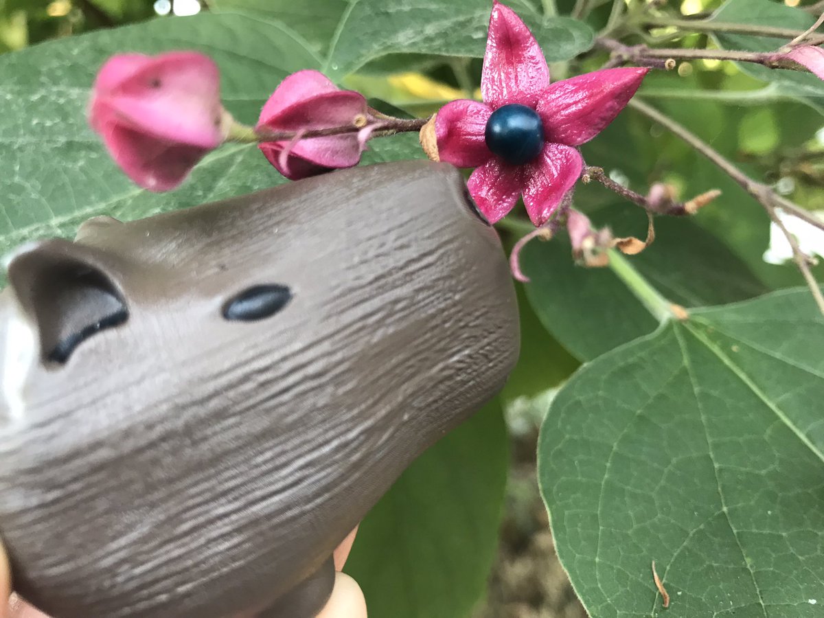 CapySkull's tweet image. Does anyone know the name of this flower?  #Capybara #reddit #teapet