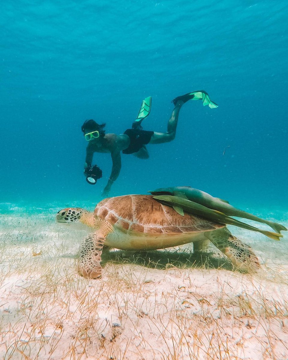USVItourism's tweet photo. Somewhere under the sea. 🐢🪸🐠​

📸/🤿: dantefilms_ on IG 

#VisitUSVI #USVINice #USVirginIslands #USVI #CaribbeanLife #SeaTurtles #Snorkeling https://t.co/yLMqoiCL81