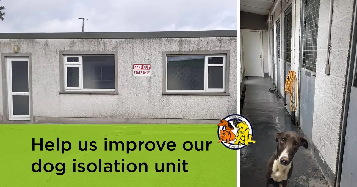 Now it's time to make some much needed upgrades to the dog isolation unit so it can continue to help and comfortably house dogs on their path to recovery.
We need funds and also help from tradespeople to make this happen.
Any help is much appreciated