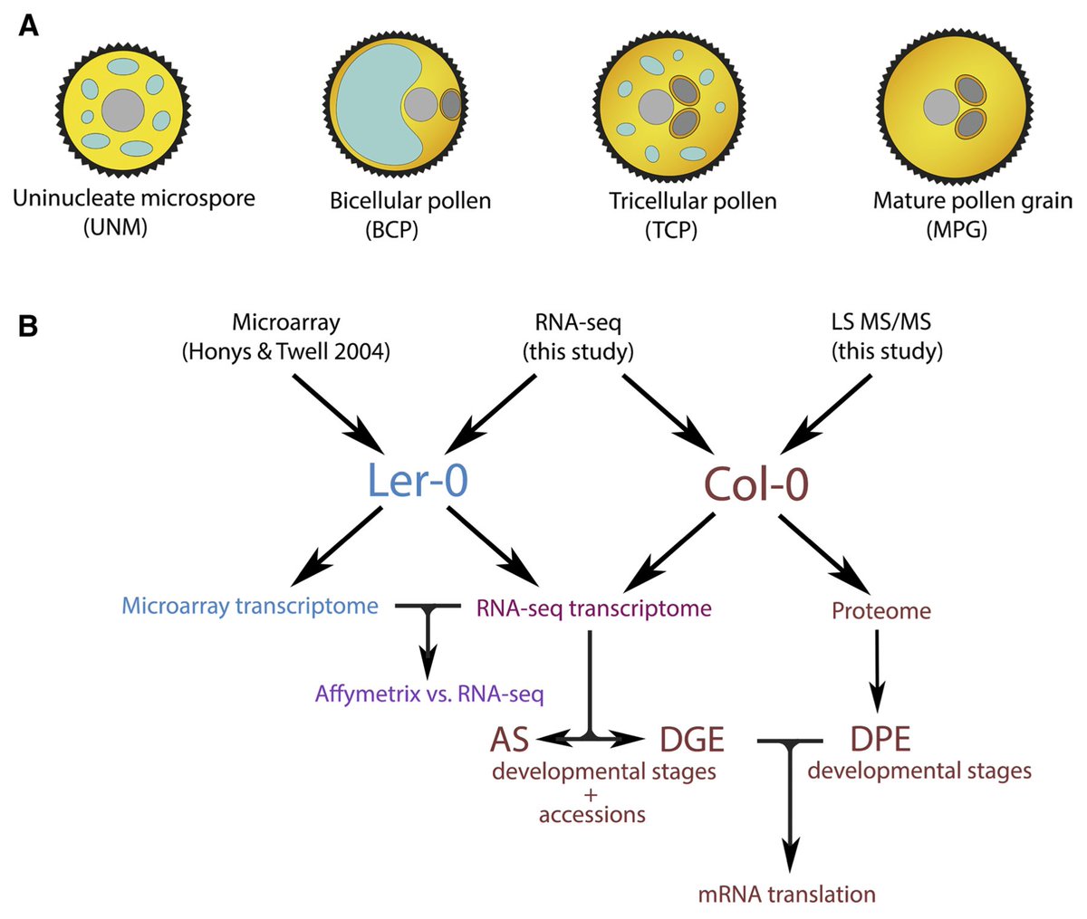 How similar are Arabidopsis Ler-0 and Col-0 pollen transcriptomes? How comparable are RNA-seq and microarray-based pollen transcriptomes? What is the extent of alternative splicing in pollen? Thank all co-authors! 👍 @BozenaKlo @PollenBiologyCZ @UEBavcr link.springer.com/article/10.100…