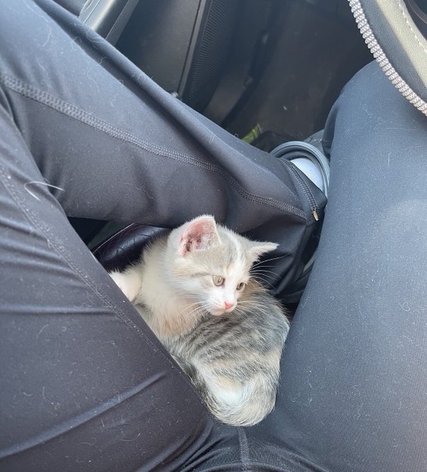 They&rsquo;re fucking adorable I&rsquo;m screaming of excitement https://t.co/AOBlo8Bv4a