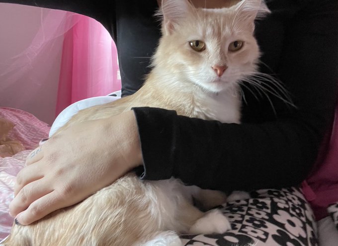 They&rsquo;re fucking adorable I&rsquo;m screaming of excitement https://t.co/AOBlo8Bv4a