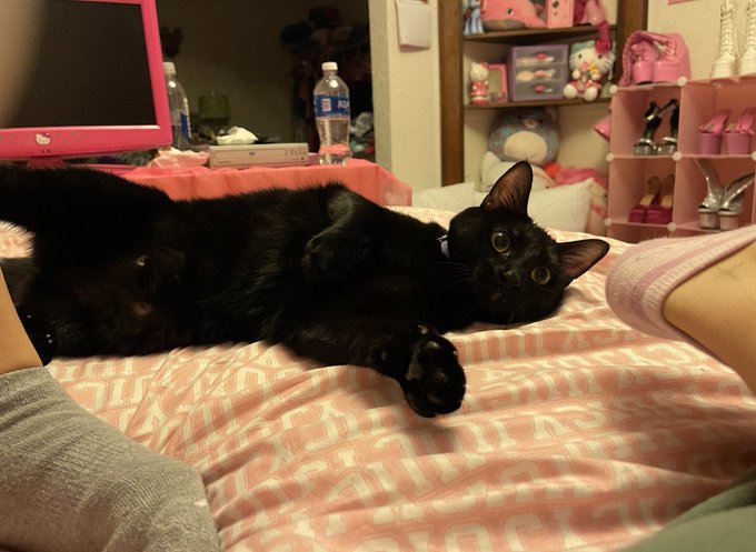 They&rsquo;re fucking adorable I&rsquo;m screaming of excitement https://t.co/AOBlo8Bv4a