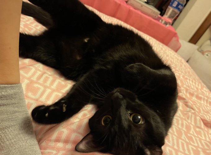 They&rsquo;re fucking adorable I&rsquo;m screaming of excitement https://t.co/AOBlo8Bv4a