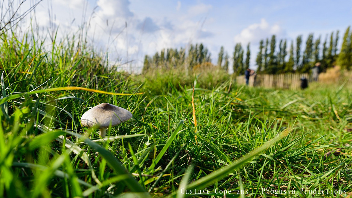Face à la volonté réaffirmée de bâtir sur 42 ha de zones naturelles à BXL, associations et collectifs rappellent leur position 👉👉 bit.ly/3VqFbyB et demandent au #BruGov de retirer l’actuel projet de PAD Josaphat de son ordre du jour ❗ #PlanBJosaphat

<a href="/rudivervoort/">Rudi Vervoort</a>