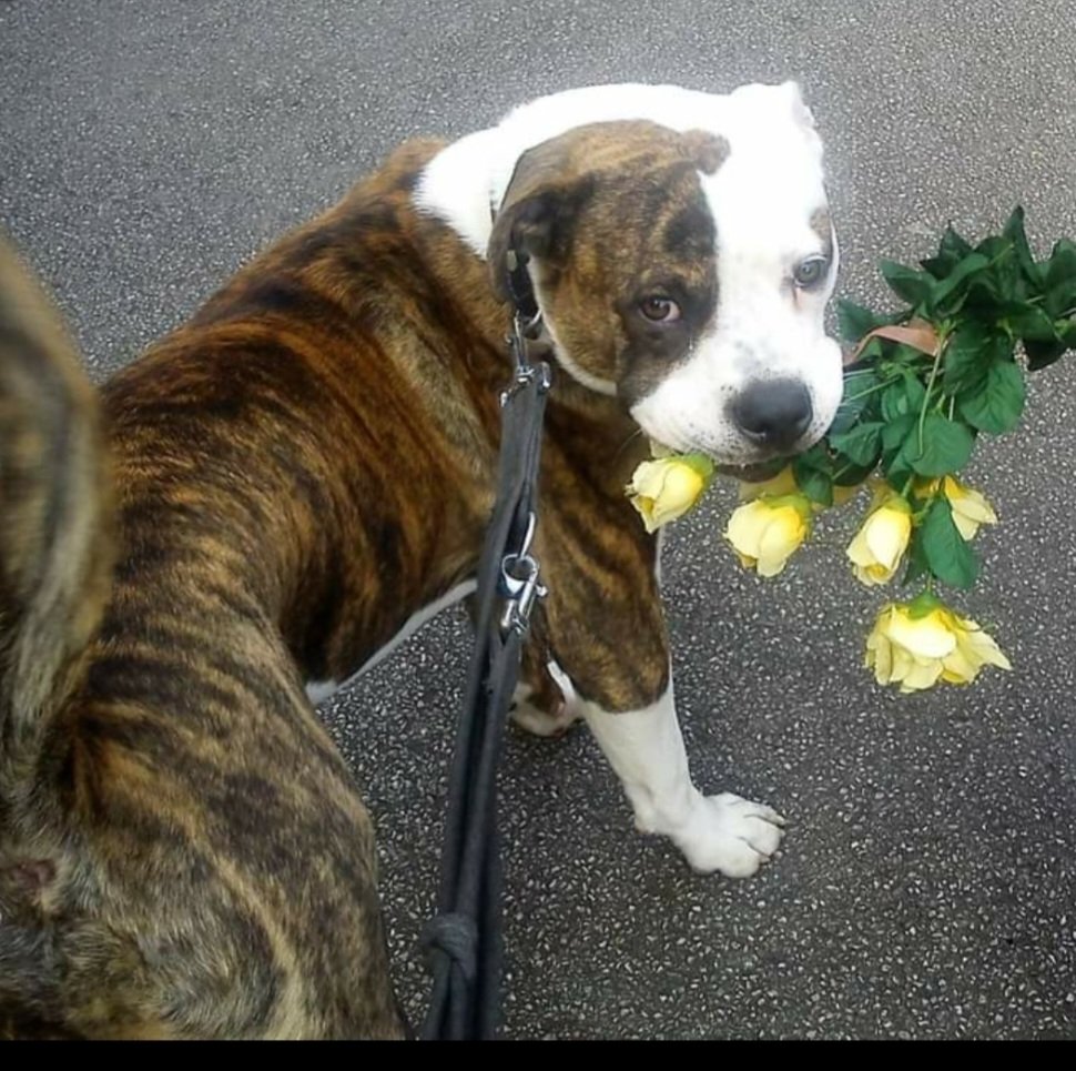 Aireworth Dogs 🐾 tweet media