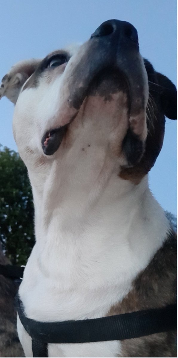 Aireworth Dogs 🐾 tweet media