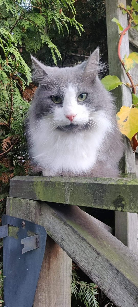 JuliFKNja0's tweet photo. Vi ska alltså kanske adoptera denna sötnosen om han går ihop med våra två katter 🥺💕 https://t.co/xRMHONpGRG