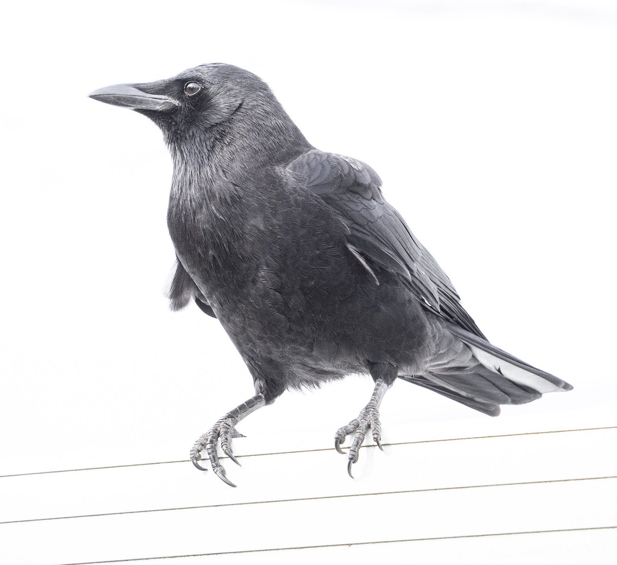 Dennis strikes a noble pose. You’d think he was thinking visionary thoughts — but he’s really waiting for me to turn my back and walk away so he can swoop at my retreating head. Come to think of it — that probably IS his vision. #citycrowstories #denniscrow #crowatching