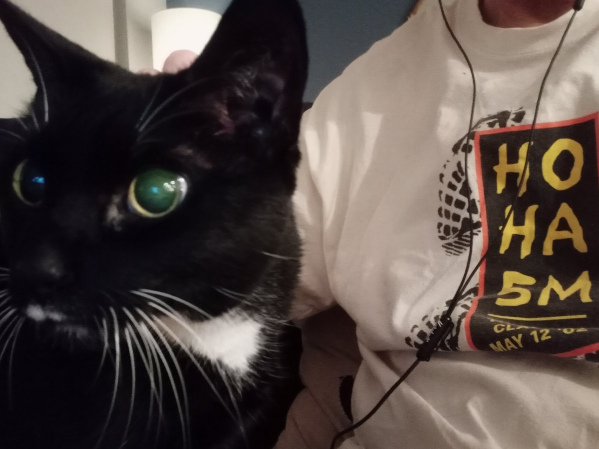 BuckyKatt's tweet image. You had me at "senior cats." (Pictured are a few of the sweeties I've met-- Lucy (19), Marley (19), Pepper (16), Baby (21!). ) #catsofnewjersey