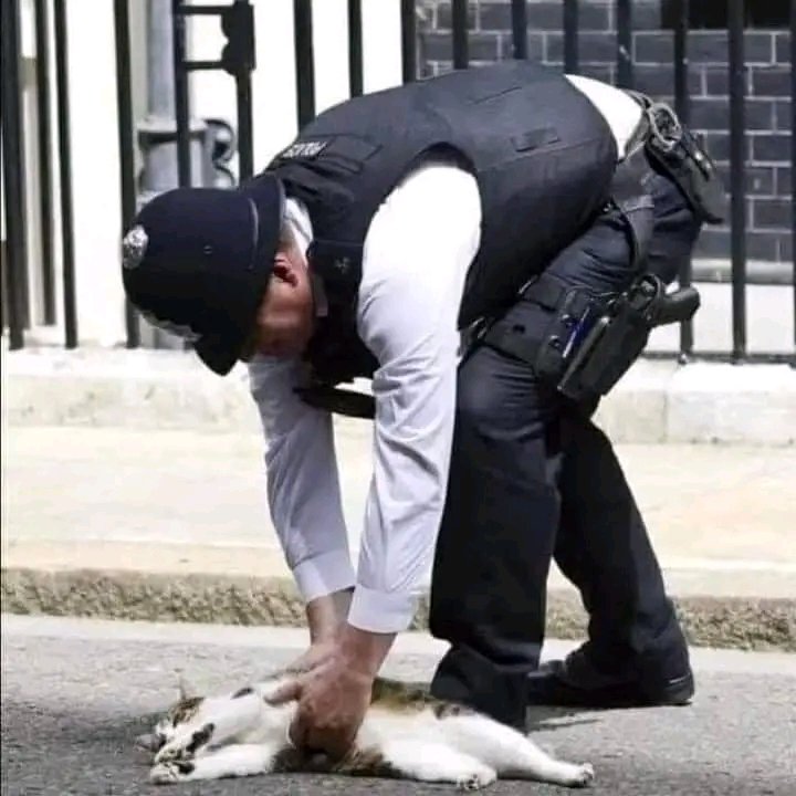 EM_SWSurrey's tweet photo. #SWSurrey 
Larry the No10 cat glues himself to Downing Street itself to protest the new occupant. https://t.co/y25ZOeWayn