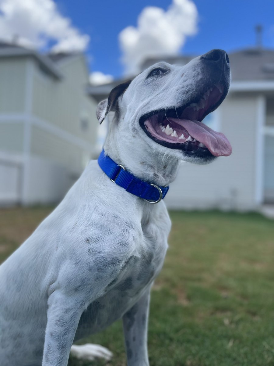 CaptScug0za's tweet photo. I NEED YOUR HELP!

Riggins is looking for his FURever home just in time for the holidays! He is potty and crate trained, loves to play in the yard and go for walks. 

Please RT!!!!!!!! 

https://t.co/ZLeEr0hW6e https://t.co/7SkibCUEP7