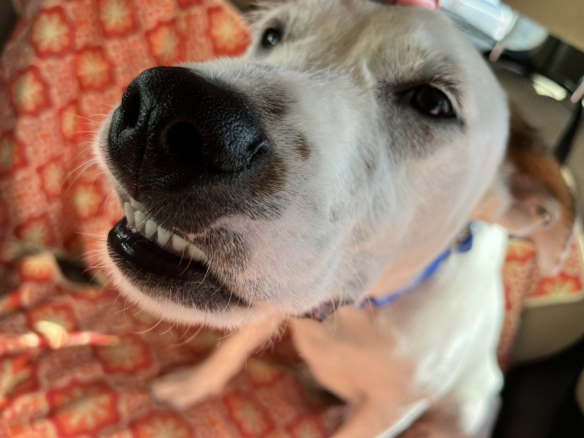 CaptScug0za's tweet photo. I NEED YOUR HELP!

Riggins is looking for his FURever home just in time for the holidays! He is potty and crate trained, loves to play in the yard and go for walks. 

Please RT!!!!!!!! 

https://t.co/ZLeEr0hW6e https://t.co/7SkibCUEP7