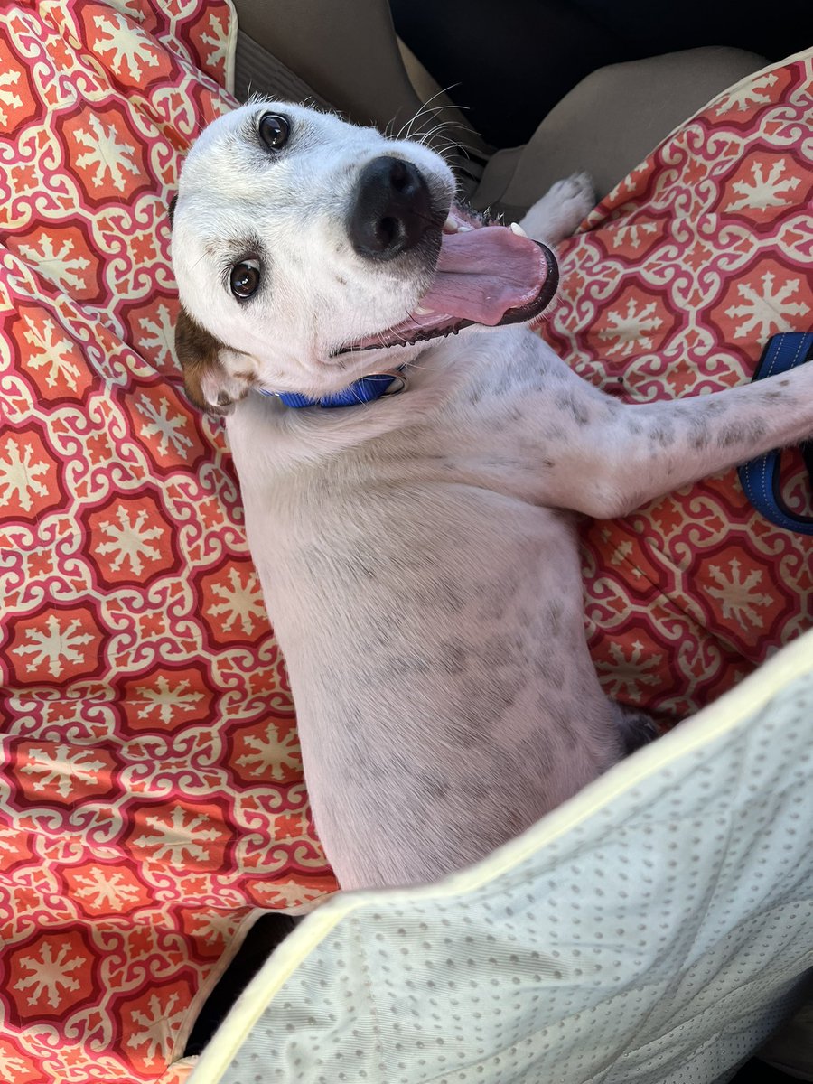 CaptScug0za's tweet photo. I NEED YOUR HELP!

Riggins is looking for his FURever home just in time for the holidays! He is potty and crate trained, loves to play in the yard and go for walks. 

Please RT!!!!!!!! 

https://t.co/ZLeEr0hW6e https://t.co/7SkibCUEP7