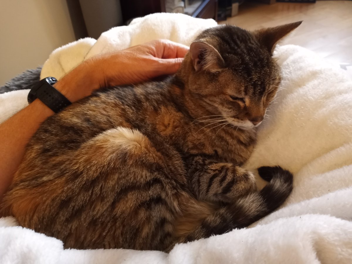 BuckyKatt's tweet image. You had me at "senior cats." (Pictured are a few of the sweeties I've met-- Lucy (19), Marley (19), Pepper (16), Baby (21!). ) #catsofnewjersey