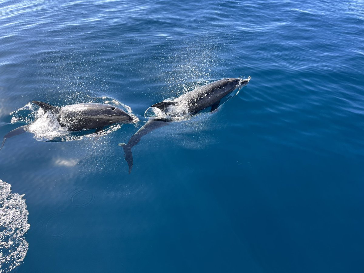 <a href="/OceanInstitute/">Ocean Institute</a> <a href="/DanaPointHarbor/">Dana Point Harbor</a>  <a href="/IMS_Knights/">ImperialMiddleSchool</a> <a href="/CsillaKoppany/">Csilla Koppany</a>
