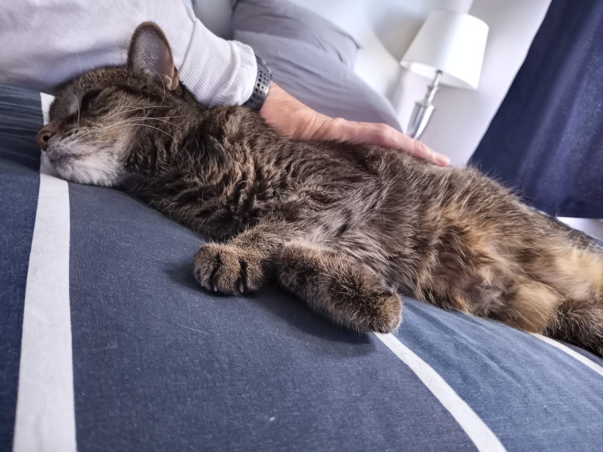 BuckyKatt's tweet image. You had me at "senior cats." (Pictured are a few of the sweeties I've met-- Lucy (19), Marley (19), Pepper (16), Baby (21!). ) #catsofnewjersey