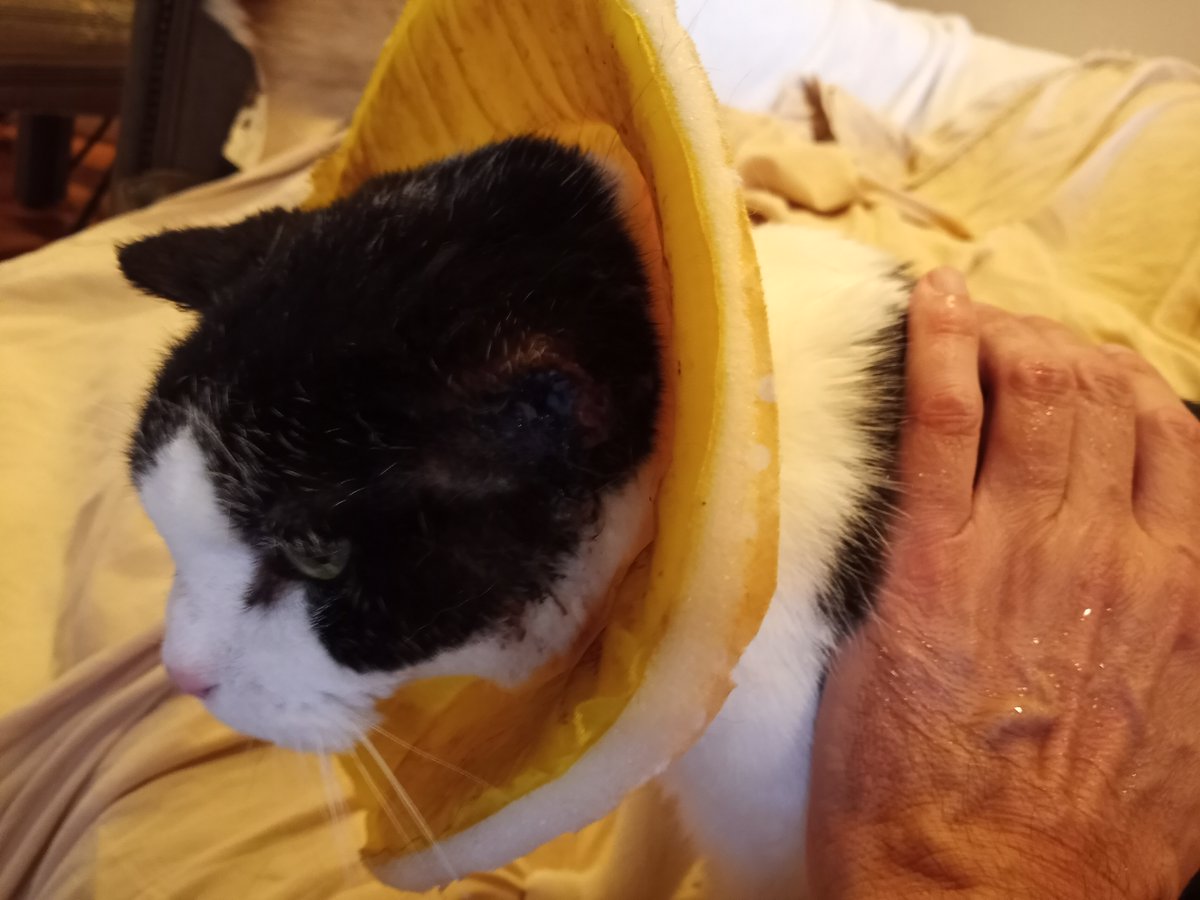 BuckyKatt's tweet image. You had me at "senior cats." (Pictured are a few of the sweeties I've met-- Lucy (19), Marley (19), Pepper (16), Baby (21!). ) #catsofnewjersey