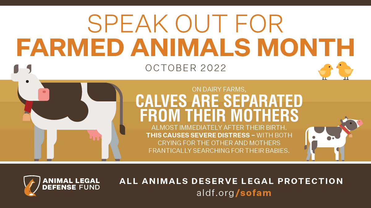 Did you know that October is Speak Out for Farmed Animals Month? Join @ALDF in a month of action dedicated to raising public awareness nationwide about the lack of meaningful laws that protect farmed animals from cruel treatment. Learn more: aldf.org/sofam