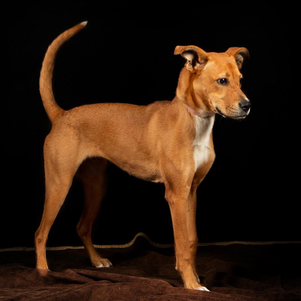 Rescatamos a esta perrita y está buscando casa.
Tiene 10 meses se entrega desparasitada, esterilizada y vacunada 
Es un amor 🥰 
Por fa, si están interesados EN SERIO, mándenme DM.
Si no, por fa ayúdenme con RT.
Gracias 🫶🏼