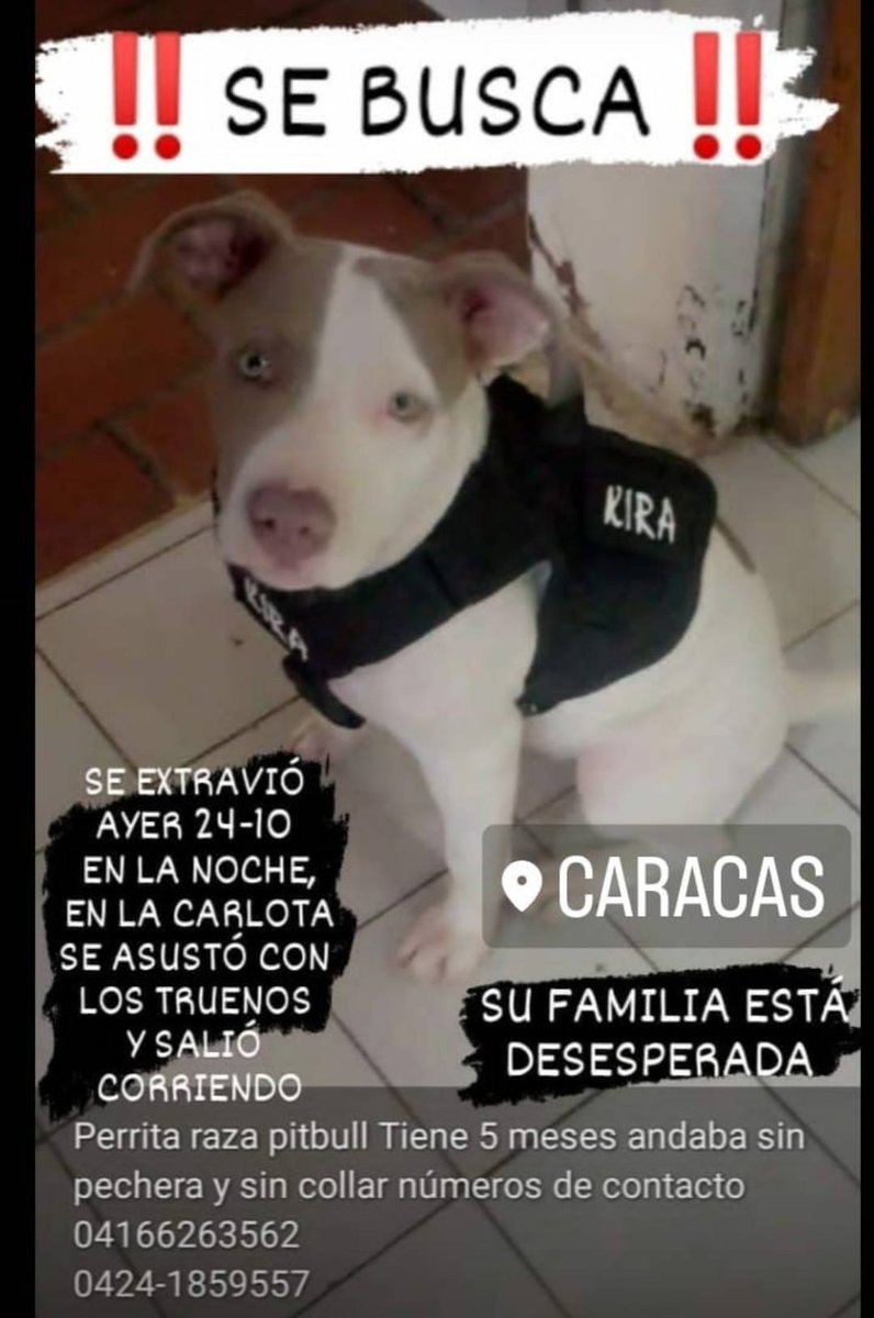 PerroUsuario's tweet photo. Su familia la busca, La Carlota CARACAS https://t.co/RyE3yrmpjH