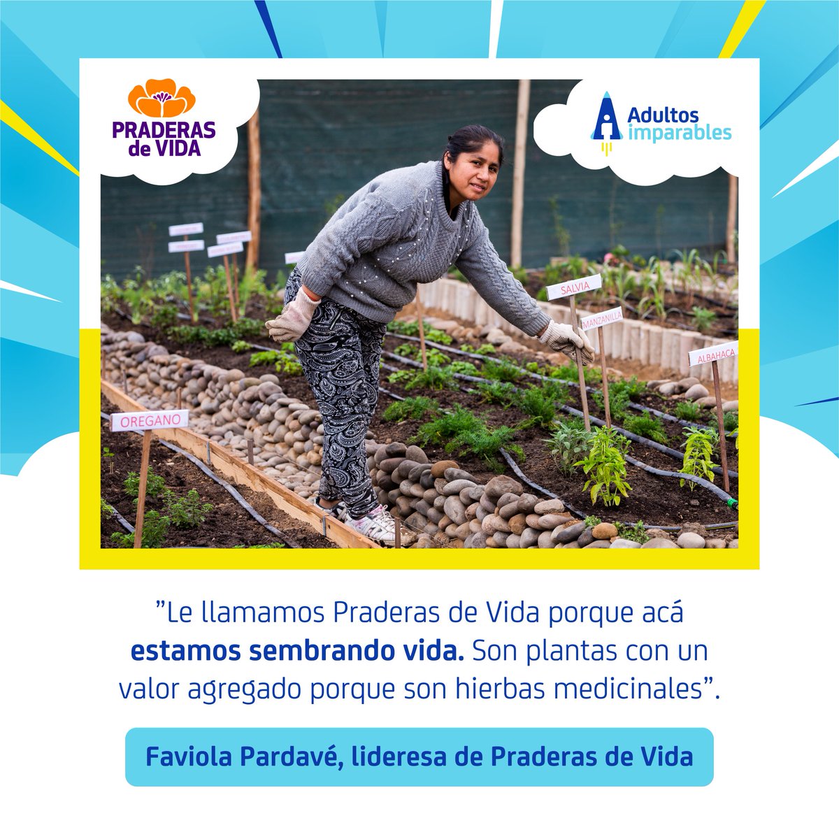 rodripuntriano's tweet photo. Estas mujeres transformaron un basural en un jardín de plantas medicinales, que procesan y comercializan. Un emprendimiento social finalista del #DesafíoKunan y parte de #AdultosImparables #ElDespegue, iniciativa de #AFPIntegra 
#EmbajadoresIntegra

https://t.co/jZO0S5F7BW https://t.co/1zrrFzy188