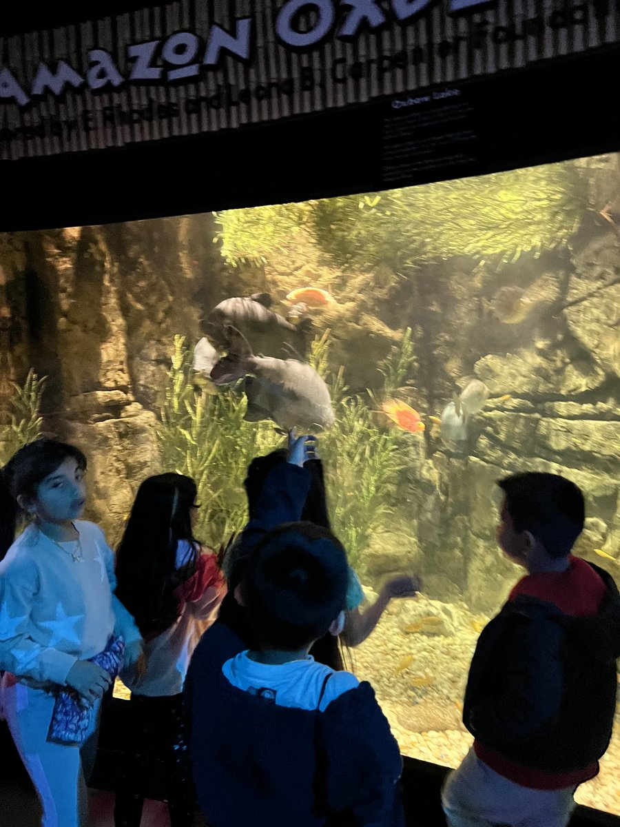 JJaramilloESL's tweet photo. Last week, we went to Catawba Science center to learn about animal life cycles and sea animals.
2nd grade had so much fun!
Thank you @GOoutsideNC for this great language learning opportunity for my multilingual learners!
@RSSchoolsNC @knollwoodelem https://t.co/o0xjRA3vOs