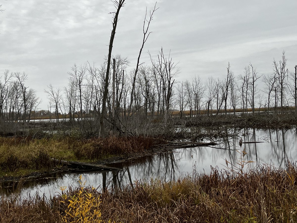 Tricia Bethke tweet media