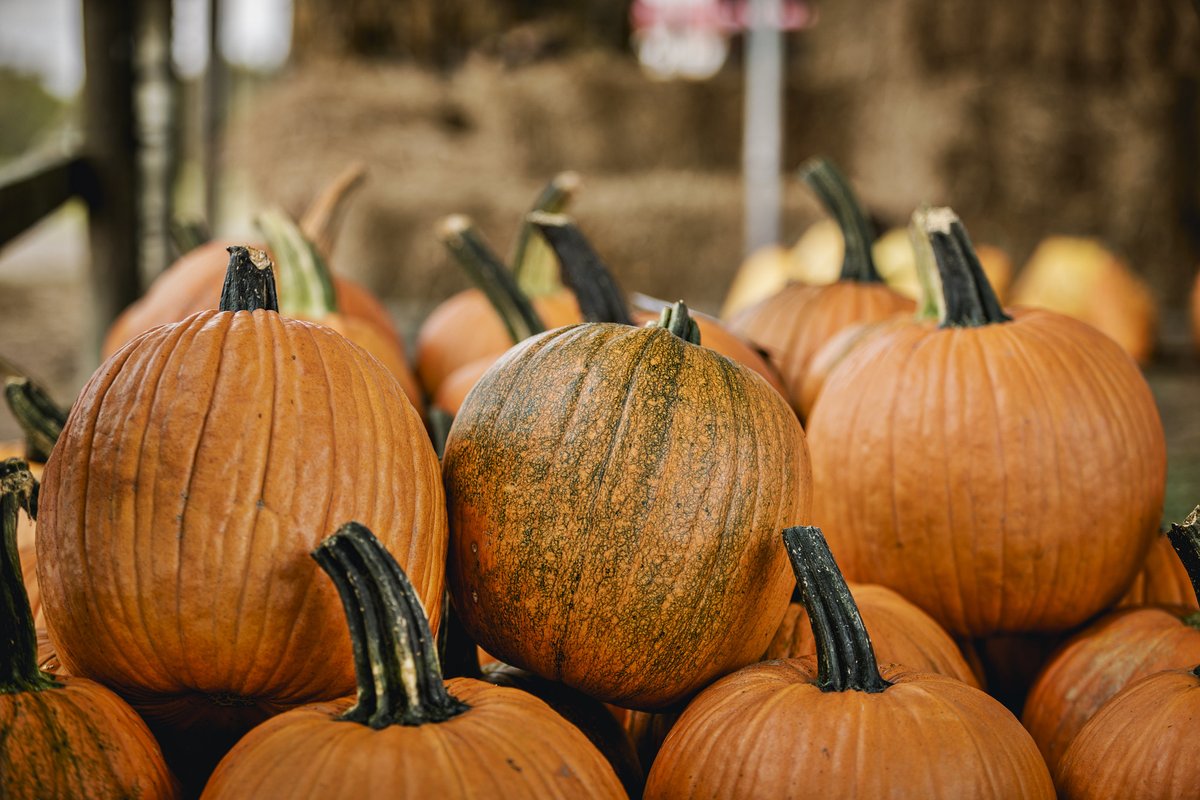 Oh my gourd, it's #NationalPumpkinDay! Six states account for most of the U.S. pumpkin production: Illinois, California, Indiana, Michigan, Texas and Virginia