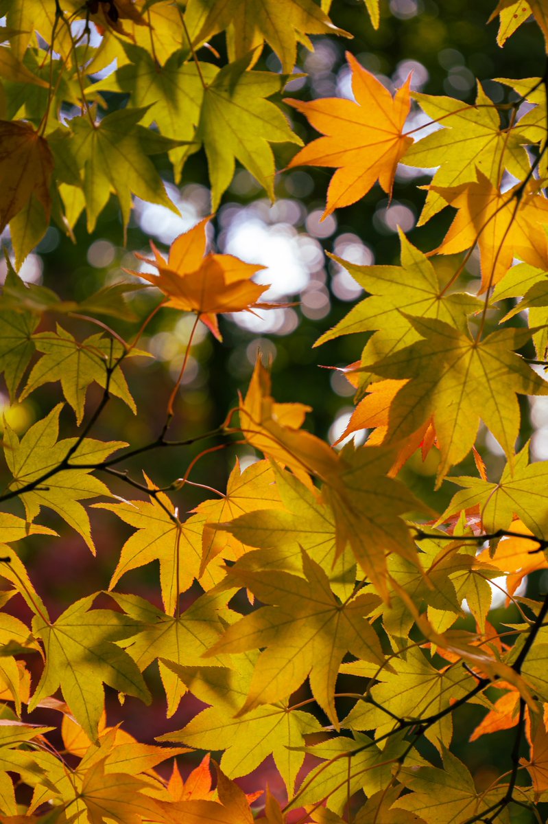 sarahhfbenson's tweet photo. Autumn leaves to lighten the mood! https://t.co/cmKPaVz0ea