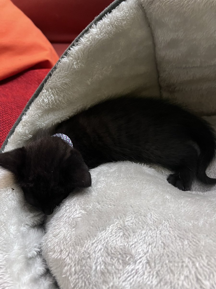 Shouto ☁️ tweet media