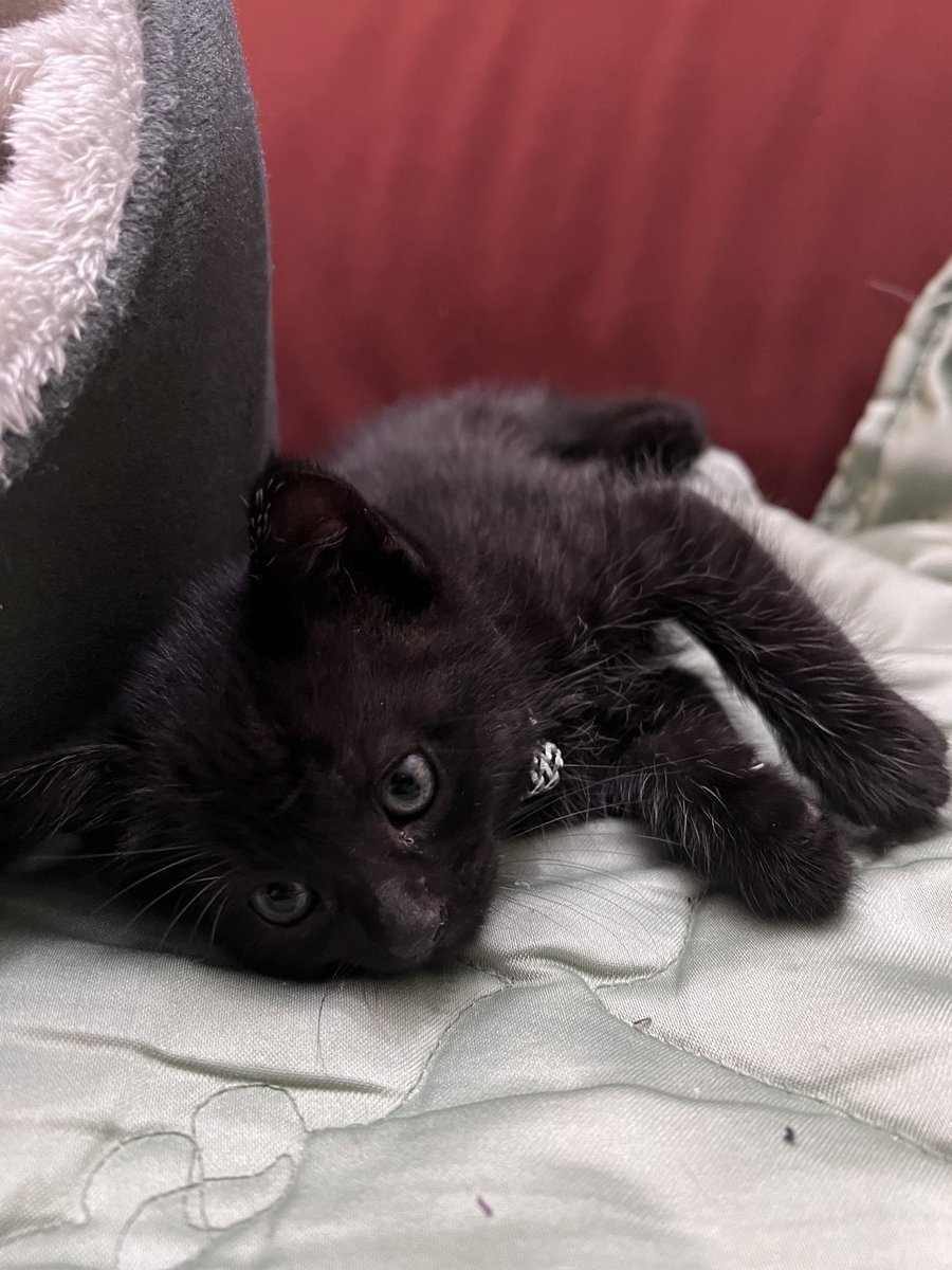 Shouto ☁️ tweet media