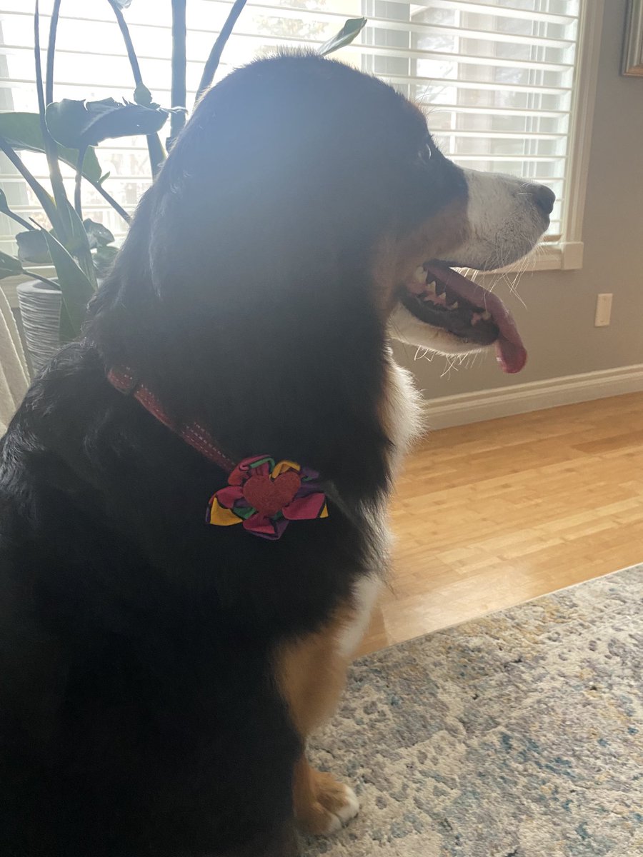 LittleDenene's tweet photo. Today’s Tongue Out Tuesday brought to you by the stress from a grooming appointment. 
#nohaircuts #nobaths #dogsoftwitter https://t.co/OBknTRnQ8W