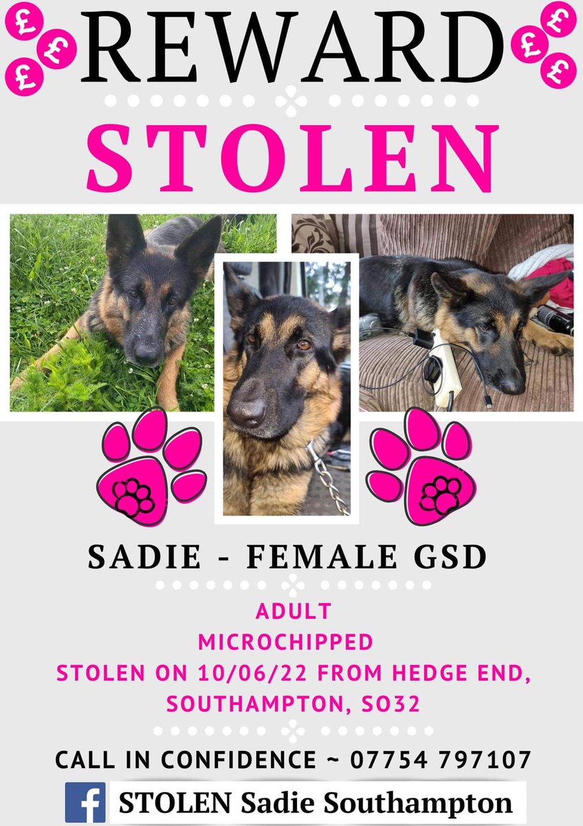 The_Animal_Team's tweet photo. Sadie is an adult #GermanShepherd #missing since 10/6/22 from #HedgeEnd #Southampton #SO32 area. She is chipped. Where did Sadie go? DL: https://t.co/9zRjPhmRDC FB Group: https://t.co/SCexlbSrpb #MissingDog #LostDog #StolenDog #dogsoftwitter https://t.co/RtWfBZvTVo