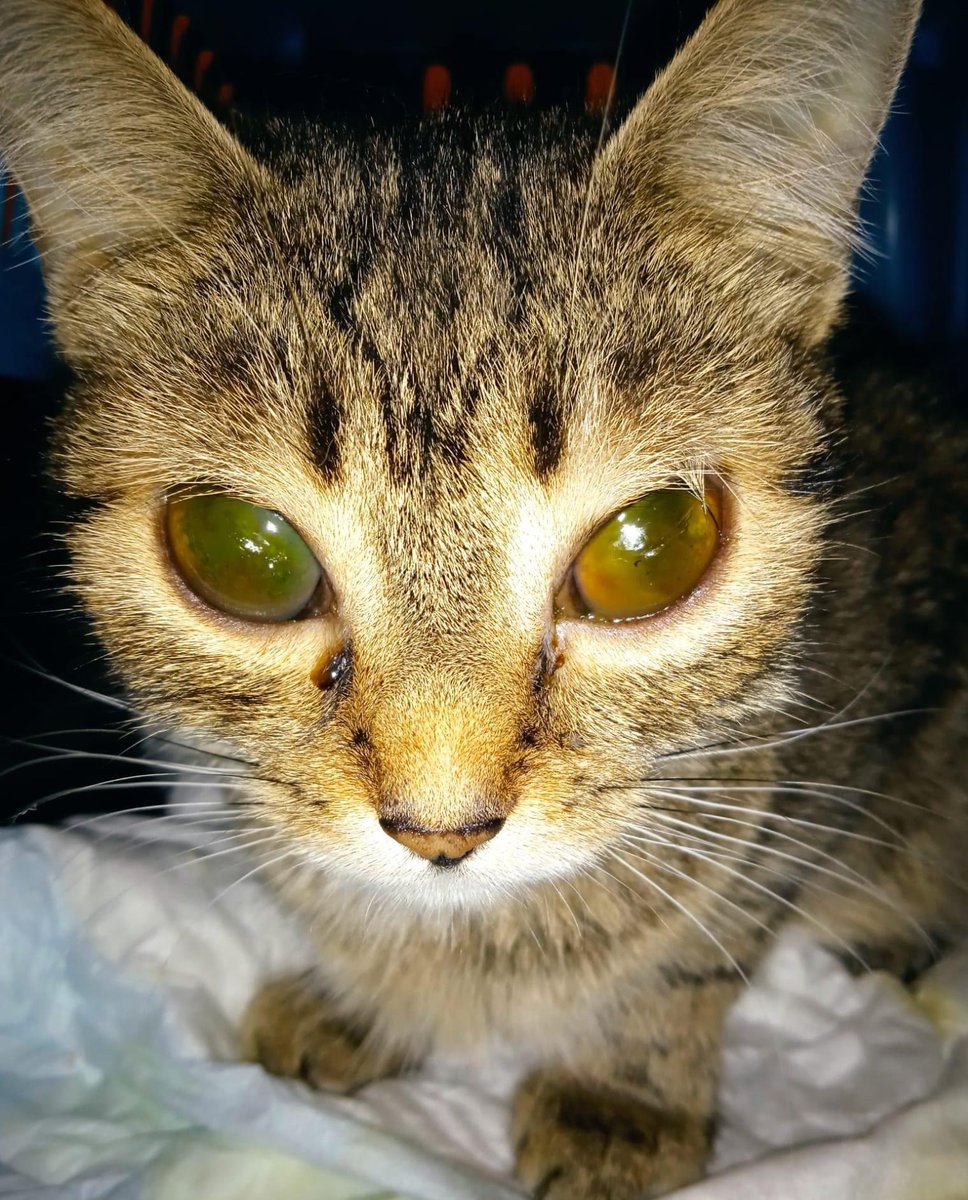 Katka Etrychova tweet media